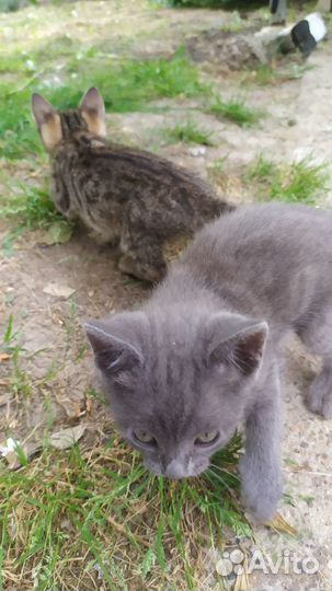 Отдам в добрые руки