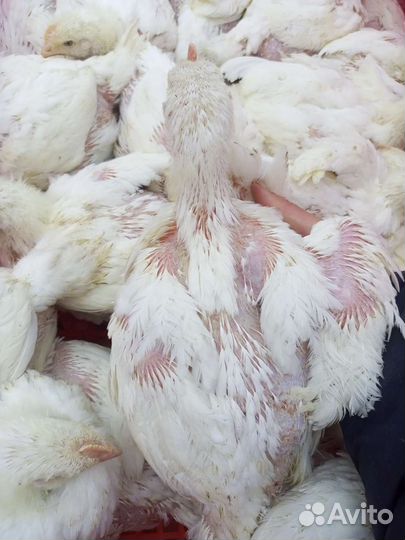 Бройлер подрощенный и