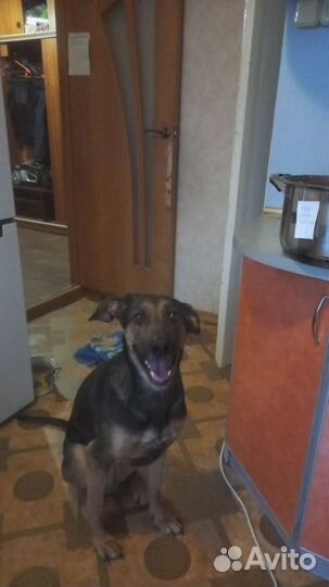 Отдам собаку в хорошие руки