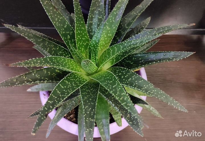 Комнатные цветы Суккулент