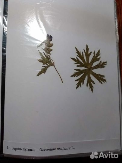 Гербарии без корней