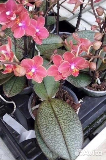 Орхидея фаленопсис, 9 сортов