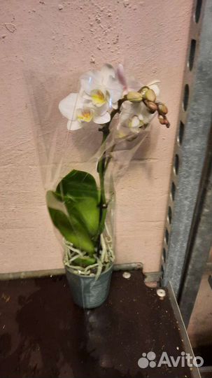 Орхидея фаленопсис