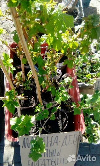 Саженцы Малины