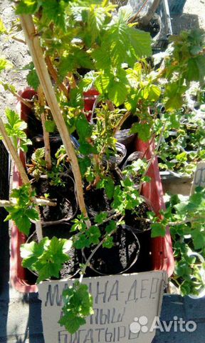 Саженцы Малины
