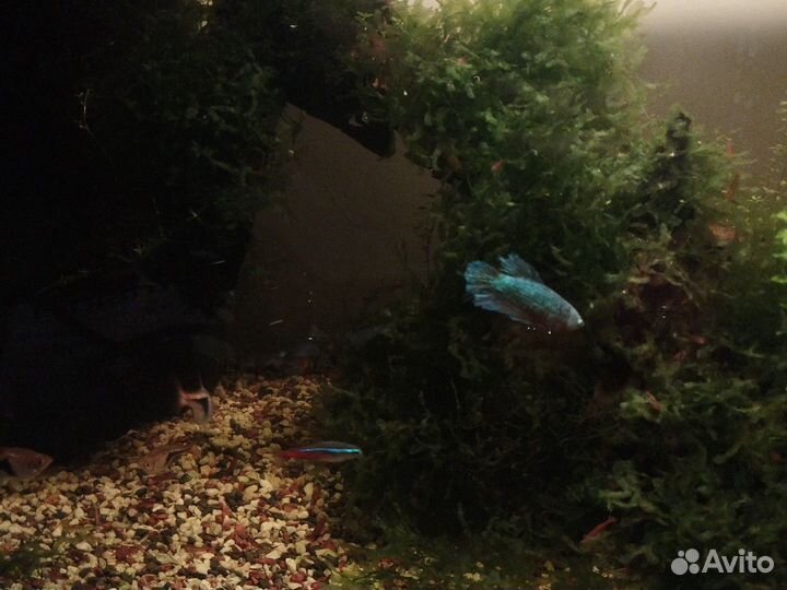 Аквариум с рыбками и растениями 50 л