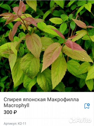 Спирея 12 сортов