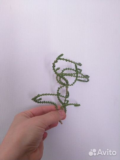 Кактусы и суккуленты