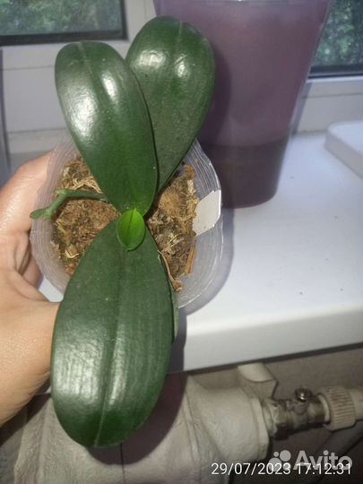 Орхидея фаленопсис