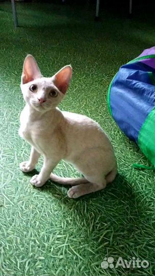 Кудрявые девочки 4,5 мес