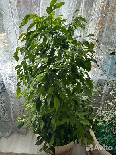 Фикус бенджамина большой