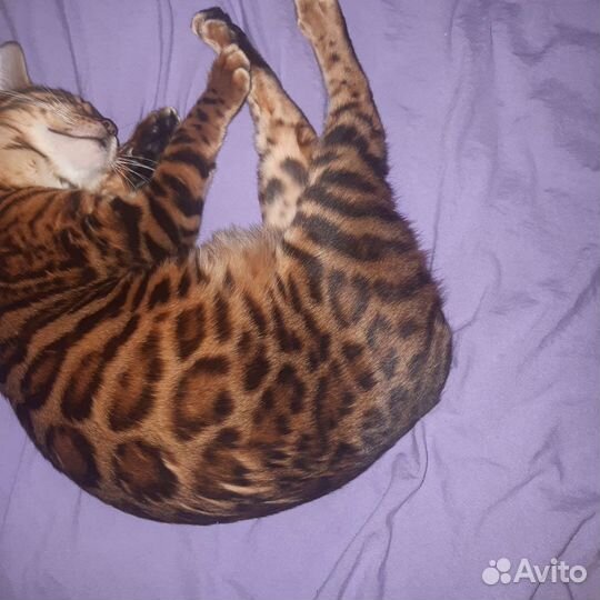 Бенгальская кошка