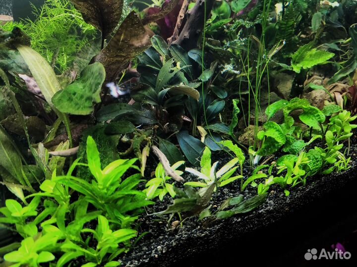 Аквариум -травник