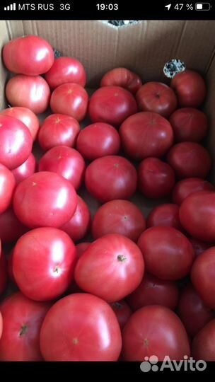 Помидор розовые 2-ой сорт