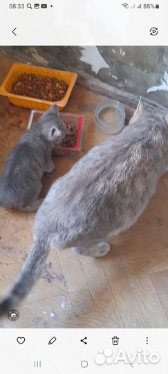 Отдам котенка в добрые руки