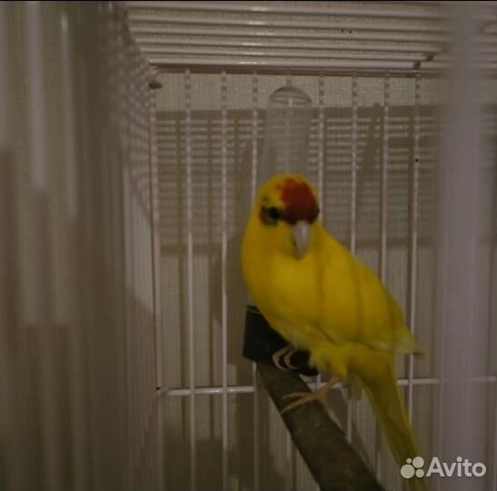 Попугай какарик