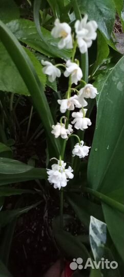 Ландыш махровый