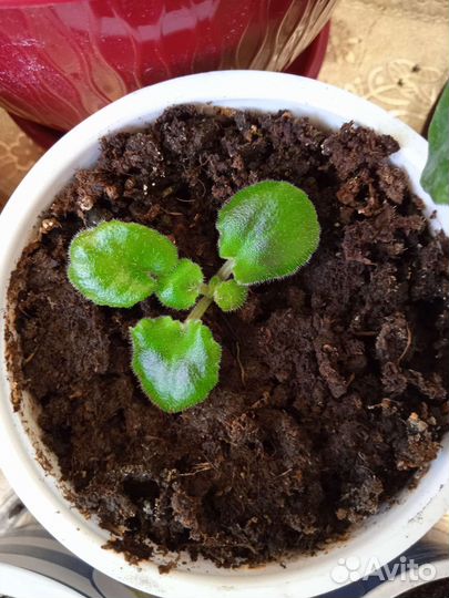 Фиалка Царевна-лягушка детки