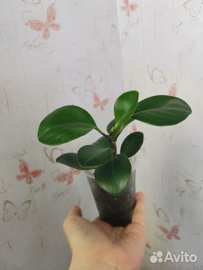 Пеперомия туполистная, растение, цветы комнатные