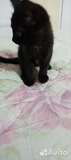 Кошки в добрые руки бесплатно