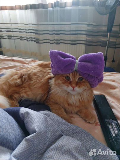 Кошка в дар бесплатно
