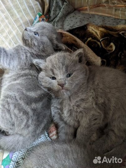 Британские котята