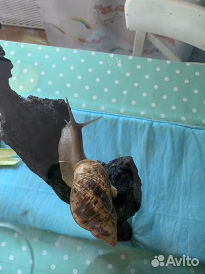 Улитки ахатины большие