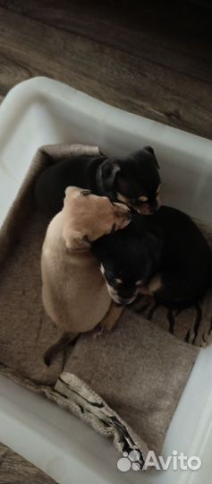 Отдам щенка в добрые руки