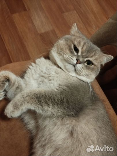 Британский котик