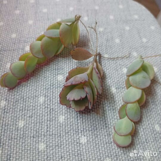 Суккуленты почтой часть 5 из 9