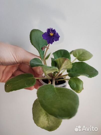 Комнатные растения фиалки каланхоэ суккуленты