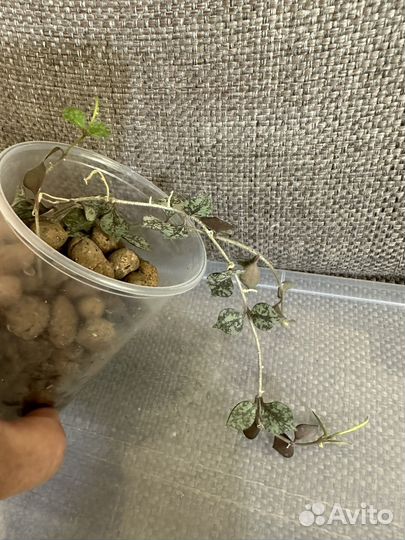 Хойи набором