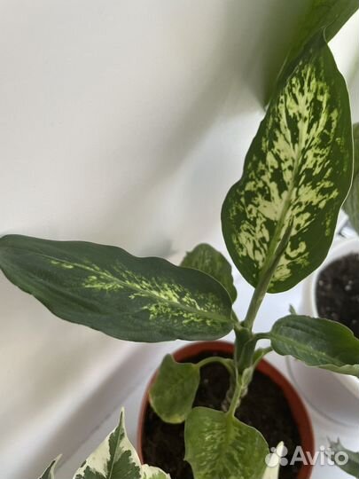 Комнатные растения отростки