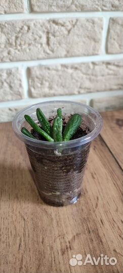 Красула толстянка Хоббит