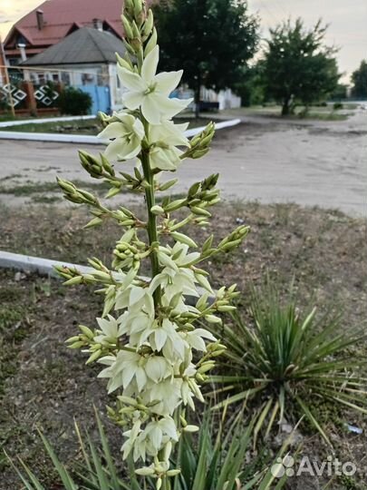 Юкка нитчатая