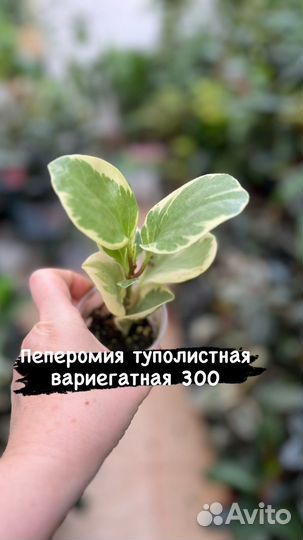 Пеперомия туполистная вариегатная