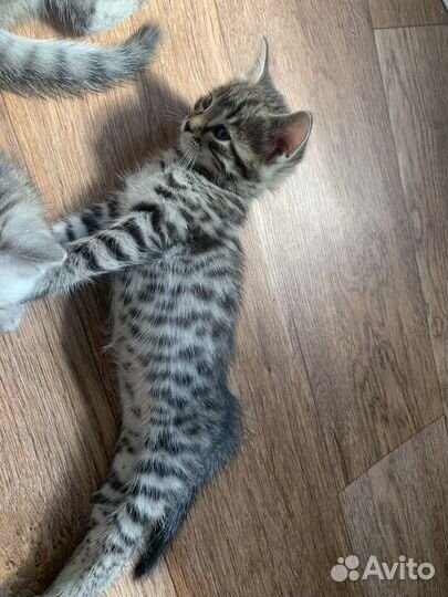 Котята метисы