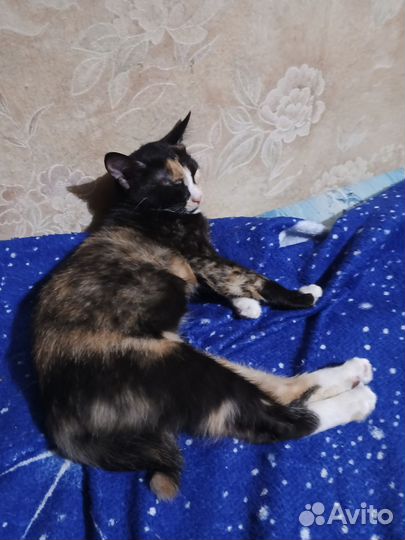 Котята в добрые руки бесплатно