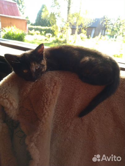 Кошки в добрые руки бесплатно