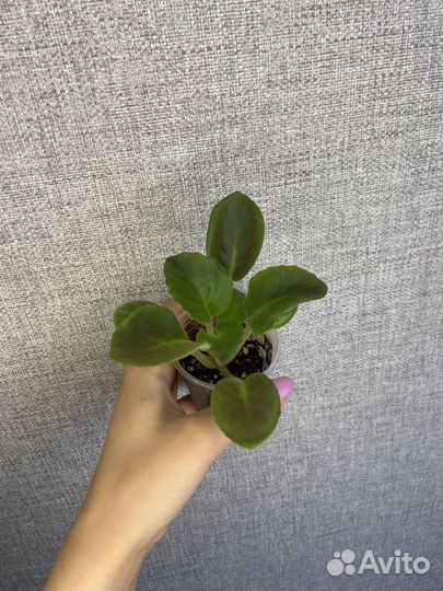 Сортовые фиалки