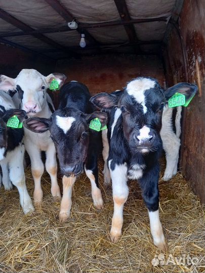 Бычки на откорм