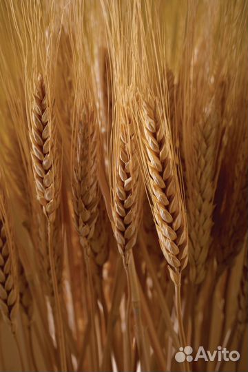 Пшеница ячмень с ндс