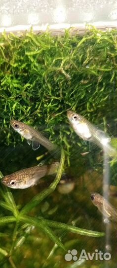 Продам аквариум и можно без жителей