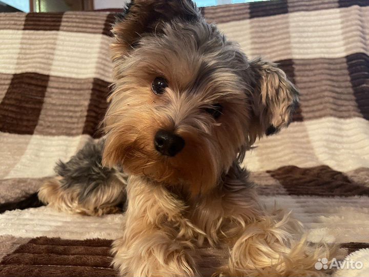 Йоркширский терьер