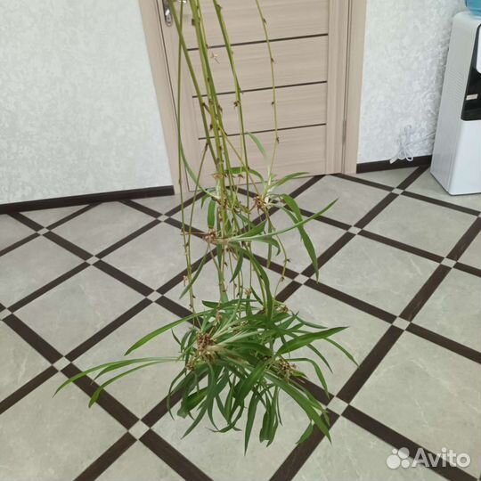 Хлорофитум