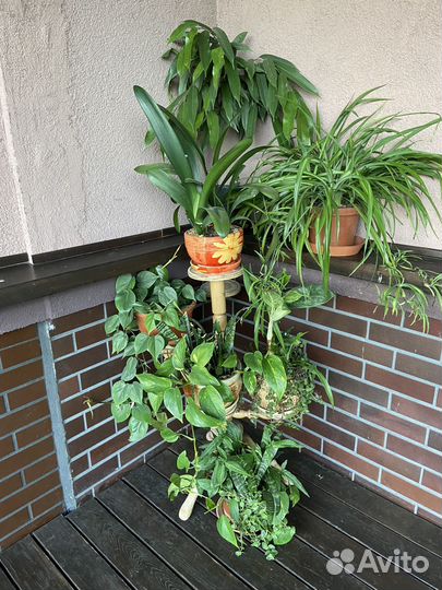 Домашние цветы в интерьере