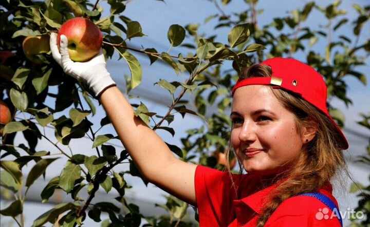 Сборка яблок