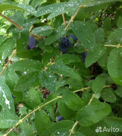 Жимолость, саженцы