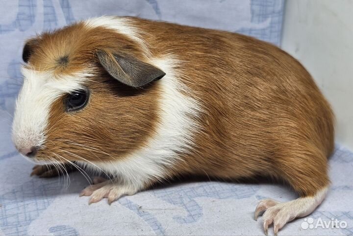 Морские свинки