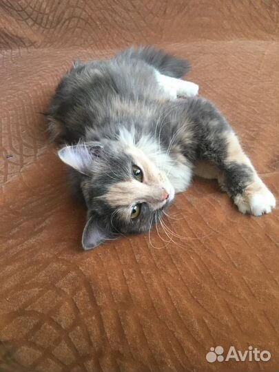 Кошка